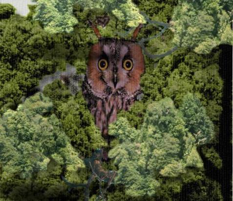 Longeared Owl (digital confection)